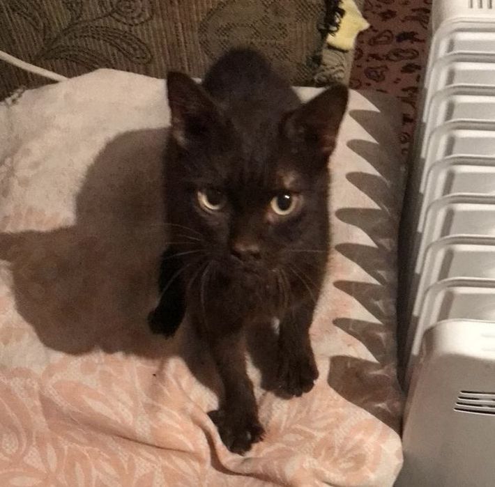 Отдам в добрые руки котенка