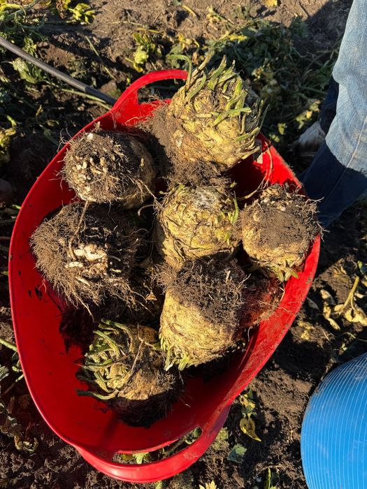 Vand telina rădăcină în cantități