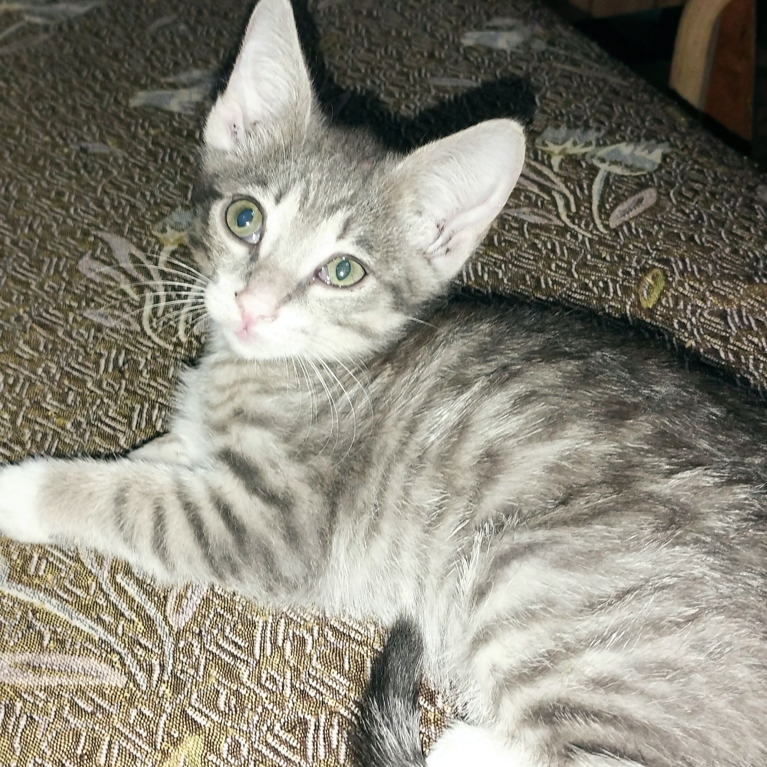 Котята два месяца