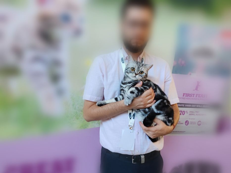 Motănel scottish straight