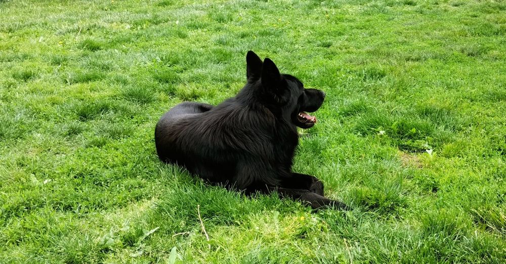 Mascul Ciobanesc german cu pedigree