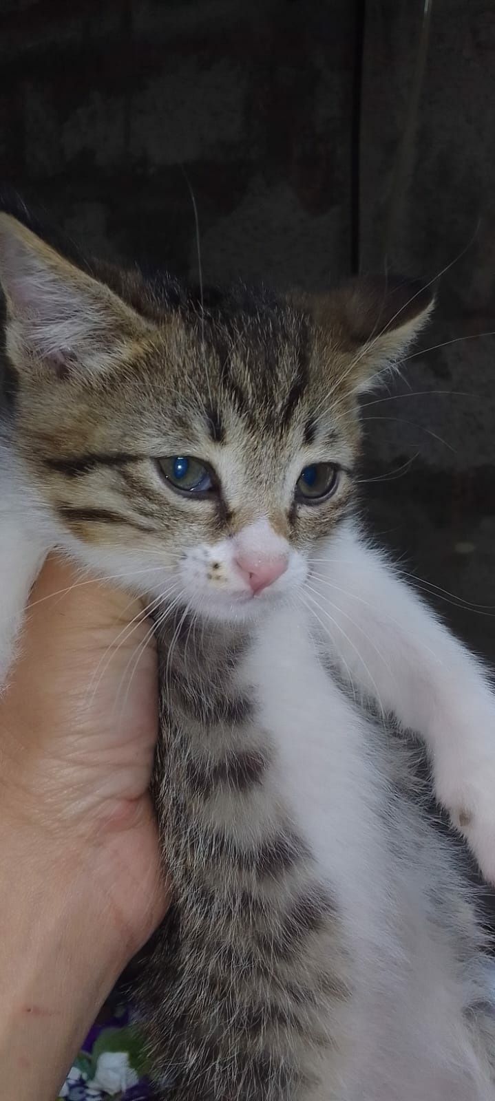 Кошки котята животные