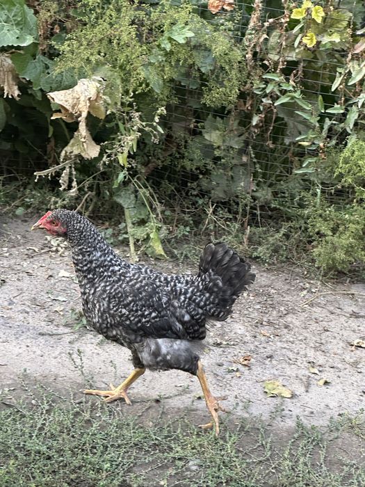 Продаются цыплята породы Омрокс и несушки Ломан Браун