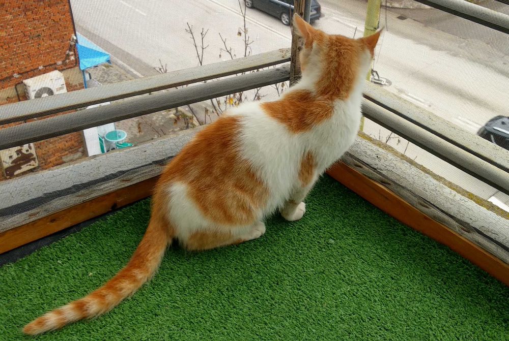 Подарявам котенце - момченце