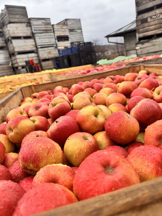 Vand mere calitatea 1