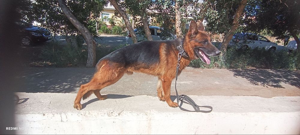 Немецкий овчарка 3 жаста