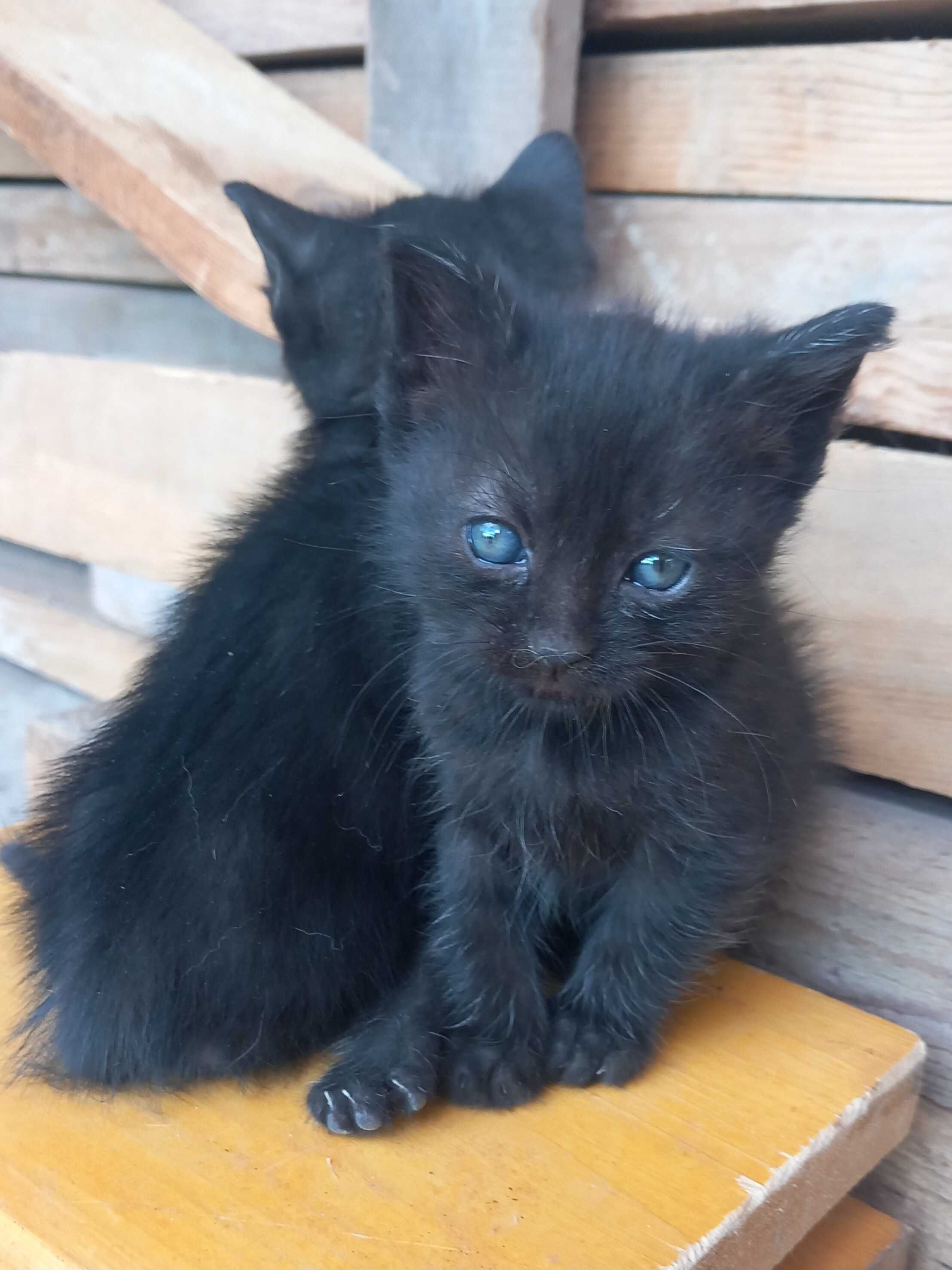 Подарявам котета