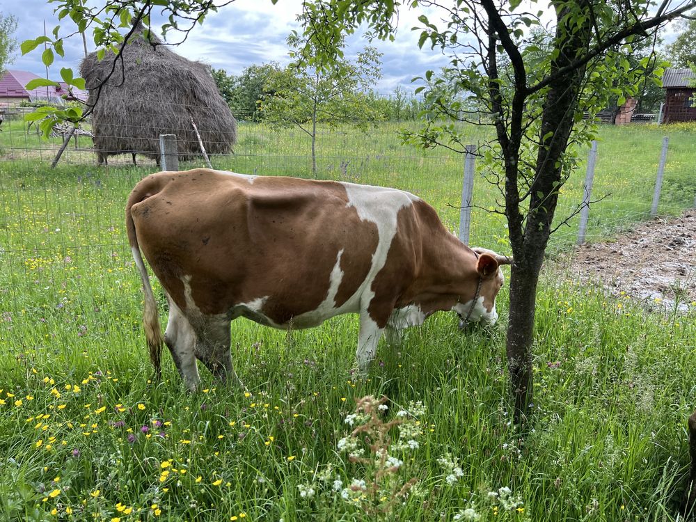 Vand vaca gestanta de 4 luni jumatate