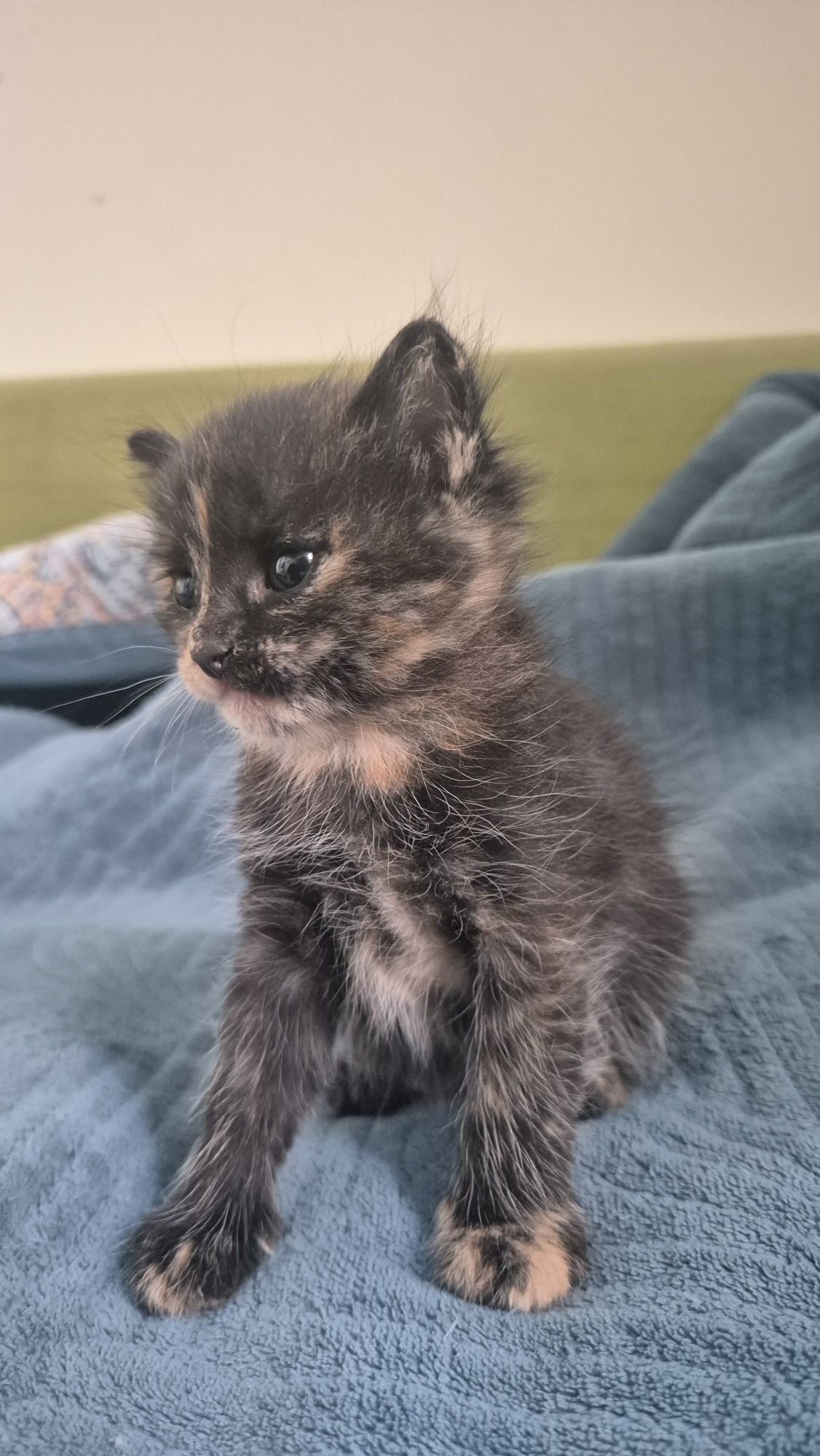 Отдам котенка в добрые руки