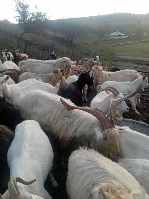 Tap Sannen de vânzare