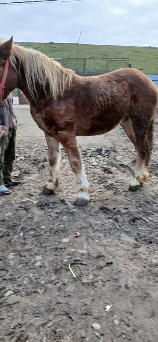 Vând sau schimb cu junici manz de 2 ani castrat fără defecte