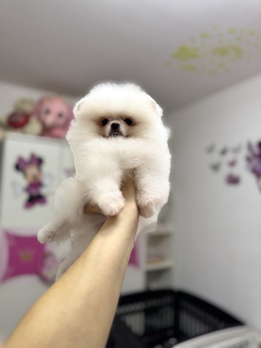 Mascul pomeranian extra mic