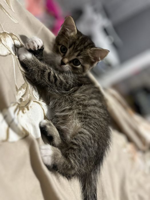 Котенок 2 месяца мальчик