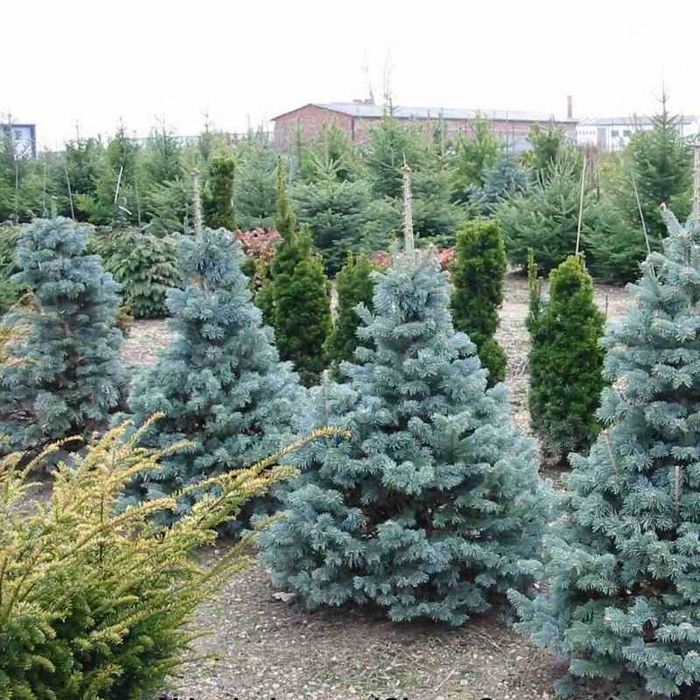 brazi argintii si normandian diferite dimensiuni pentru craciun