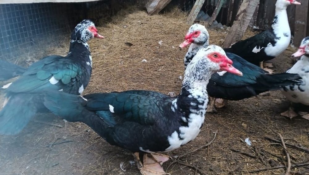 Продам индоуток.