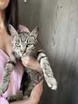 Pisica spre adoptie
