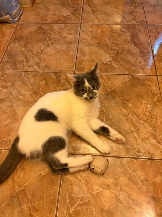 Donez pisica deparazitata