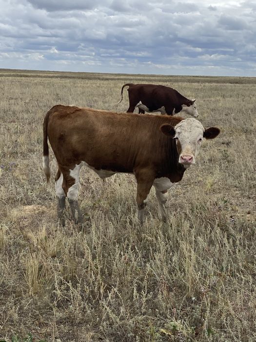 Продам подсосы  бык