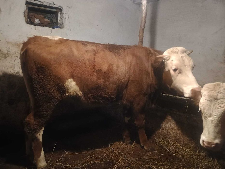 Vând jurinca de un an jumate