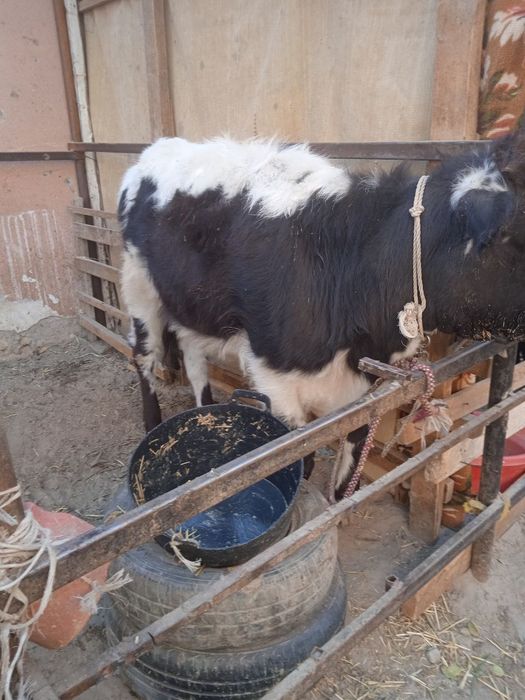 Соглом хурон гуножин сотилади