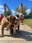 Puiut old english buldog