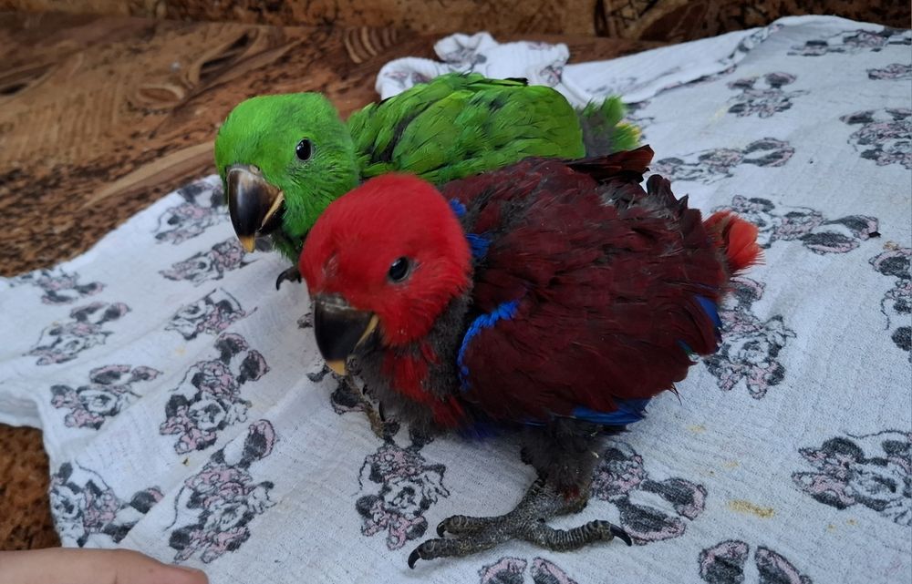 Ръчно хранени папагали Еклектус