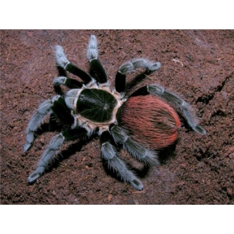 Pereche tarantule - Tarantula Brachypelma vagans