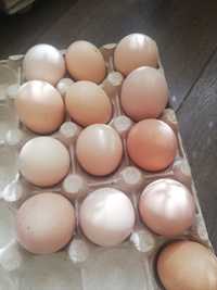 Vând oua pentru consum sau incubat