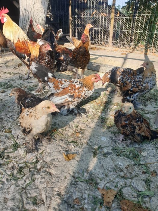 Cocoși și găini mii de flori