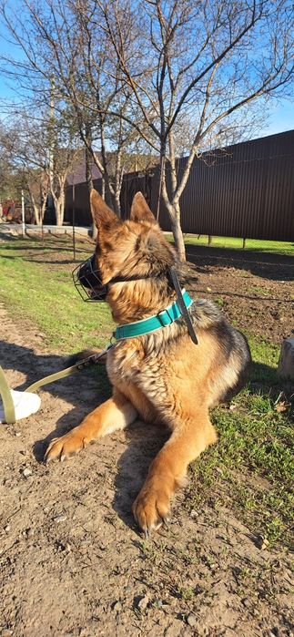 Шлейки ошейники для собак крупных и средних пород