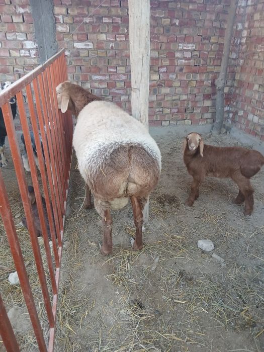 Zotli qòy2ta 1 qòchqor sotladi sogʻligiga javob qòyla bògʻoz boʻgan