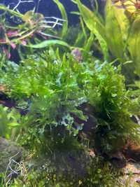 Moss, anubias plante acvariu creveti