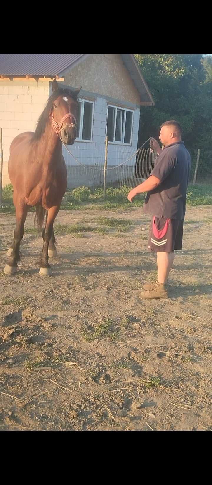 Vând mânz 2 ani și 3 ani castrați învățați