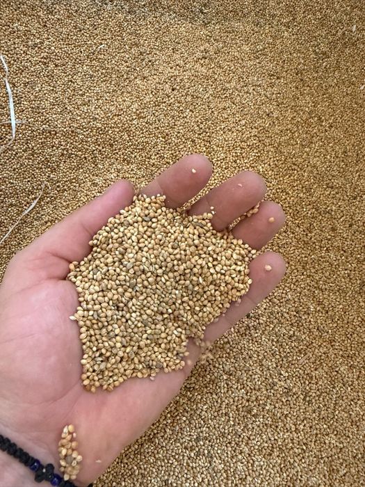 Mei  pentru papagali