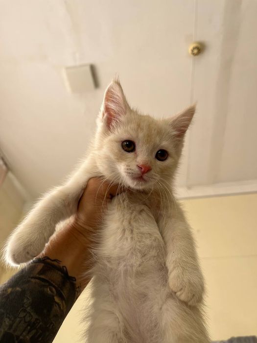 Shil shilla mushuklari