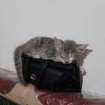 Марғау,мысық,котята