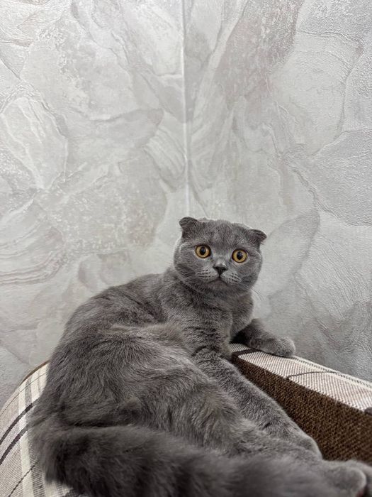 Shodlandskiy skottish fold 1yosh 7oy homlador 50/50