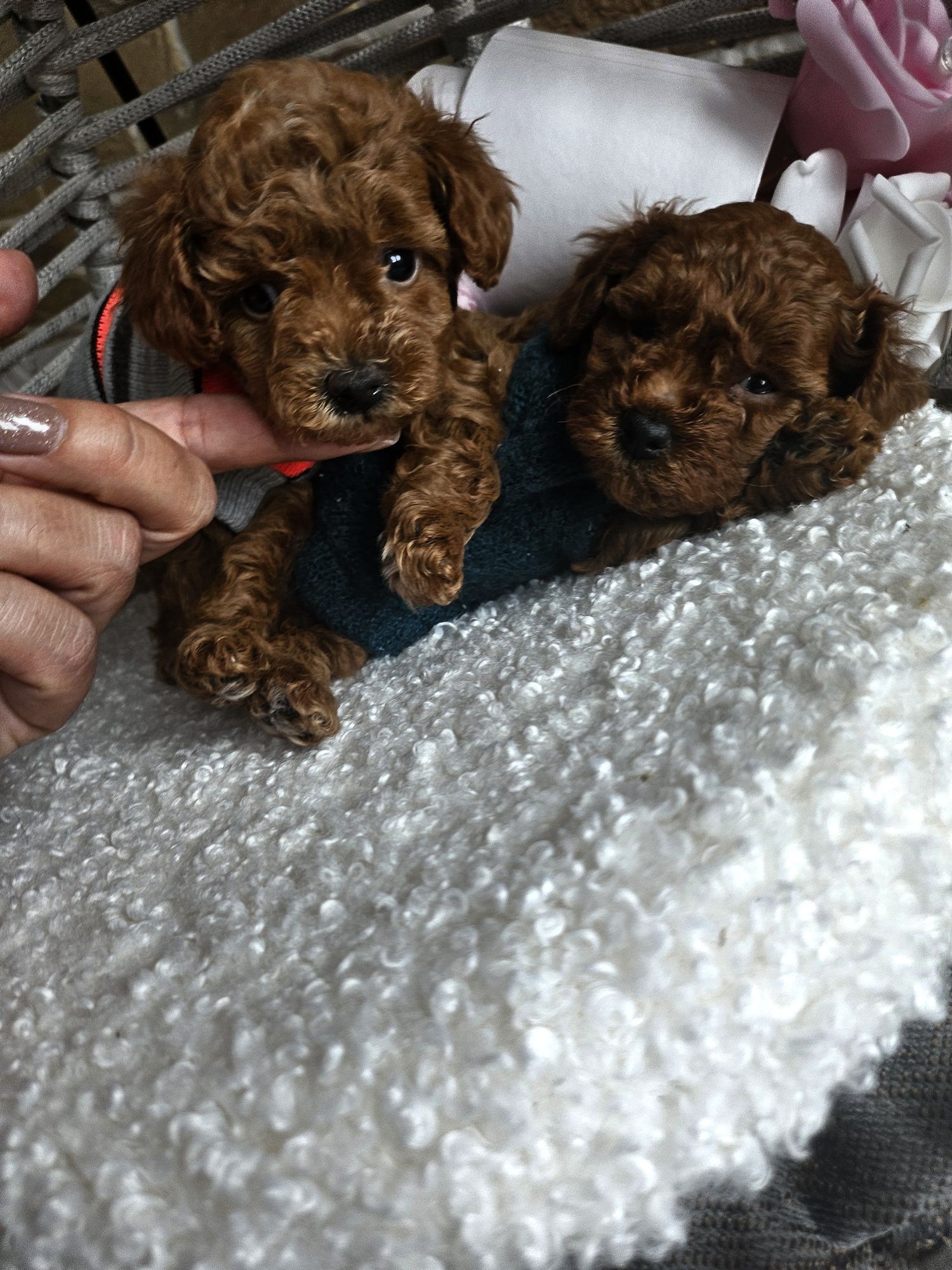 Резервирано !Пудел той/Toy poodle/Pedigree
