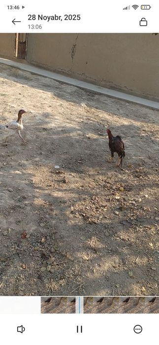 Joʻja xoʻroz dakan