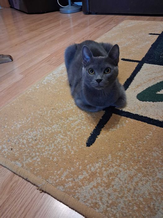 Pisica Metis Albastru de Rusia