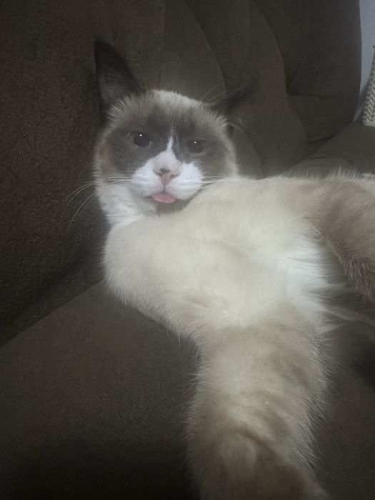 Вязка кошка сотиш мас