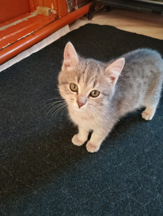 Отдам котенка в добрые руки