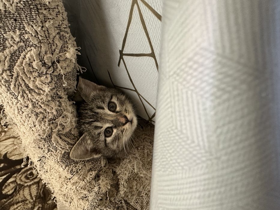 Ovqat yedi garshokni biladi aqilli shirin mushukchalar