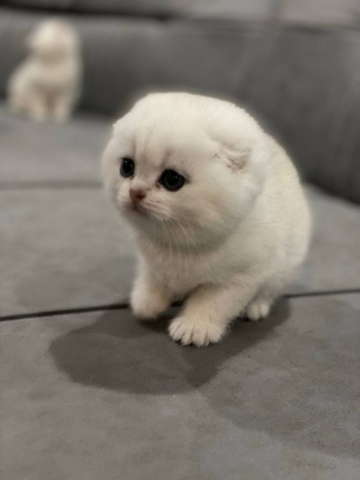 Mushuk bolasi sotiladi bitaniskiy serebristiy shinshila qiz o'g'l bor