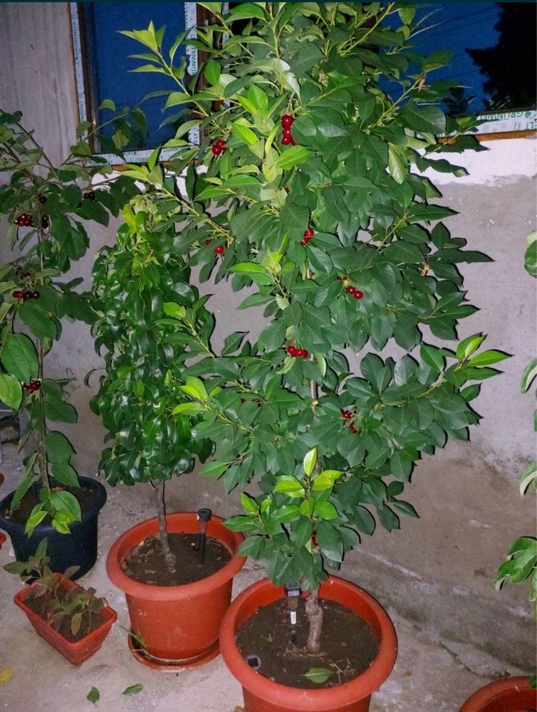 Pomi fructiferi columnari,anul 3