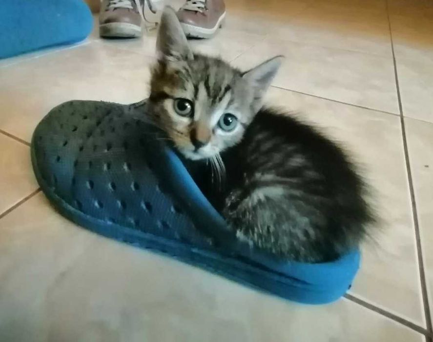 donez pui pisica