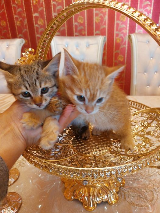 Отдаются милые котята