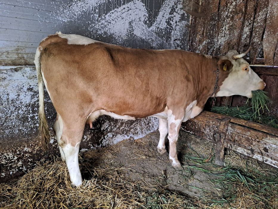 Vand juninca la a doua fatare cu tauras