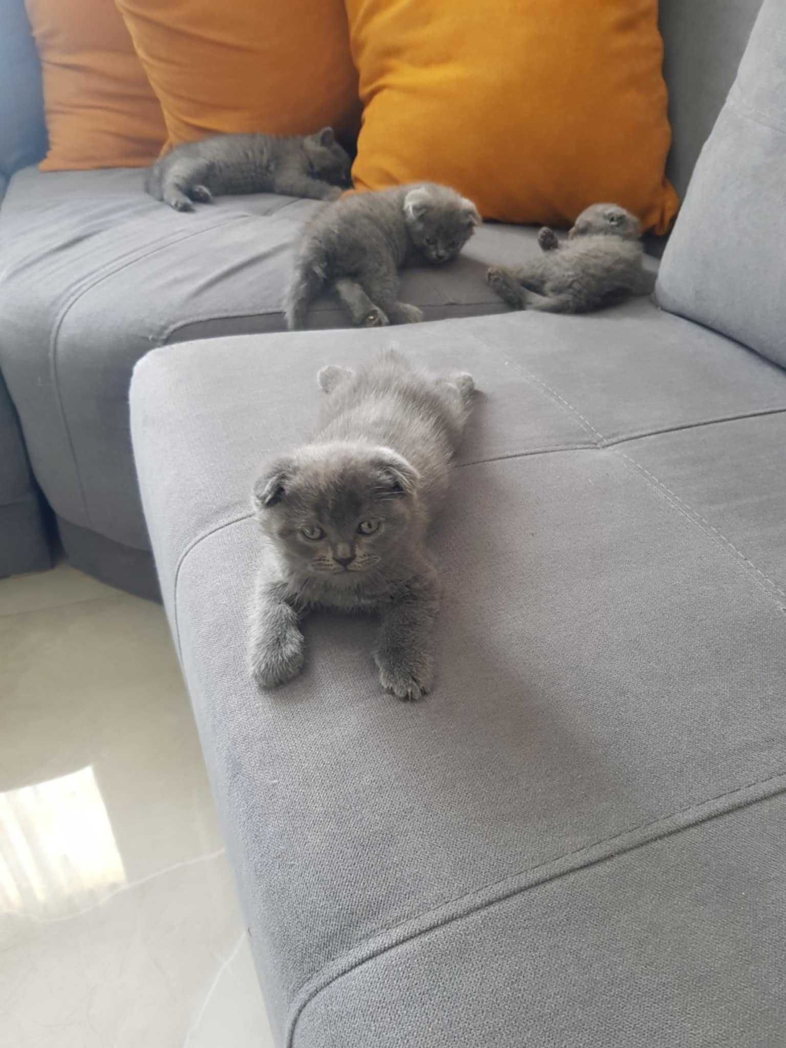 Шотландски клепоухи и правоухи котенца
