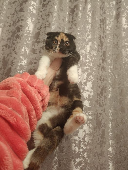 Шотландская Триколор черепаха бикалорная